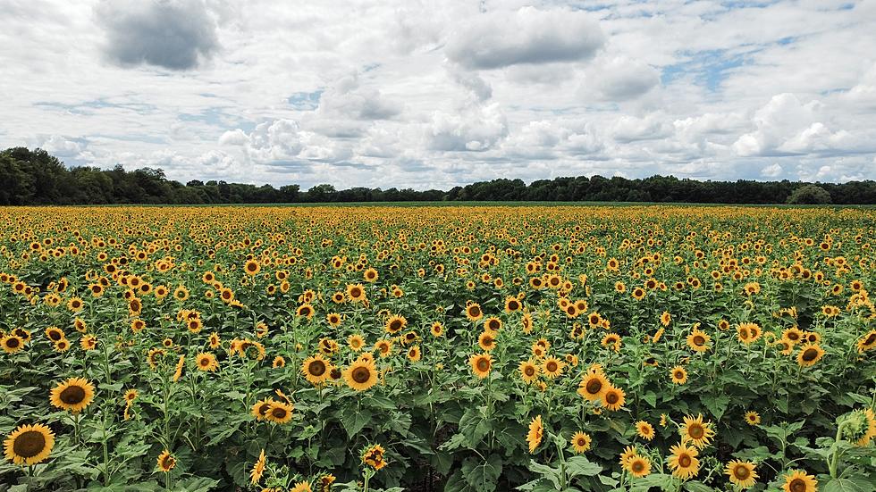 Must Visit: Alabama Sunflower Fields Will Take Your Breath Away