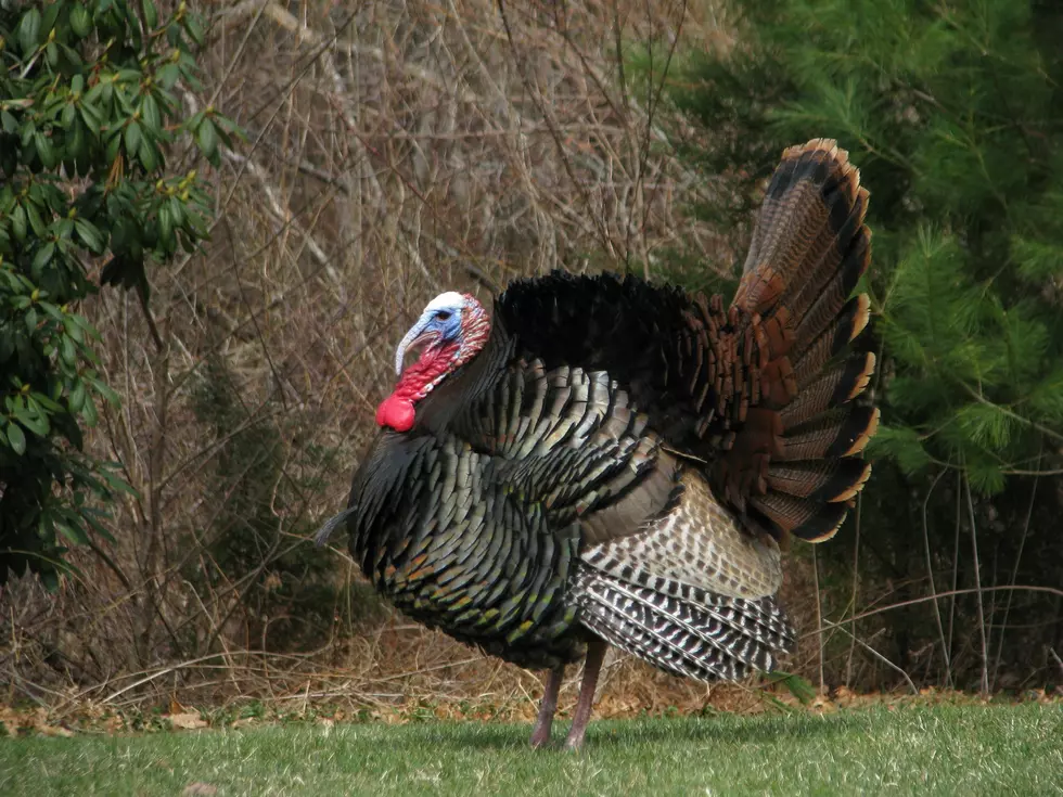 Alabama Wants Your Help Tracking Wild Turkeys