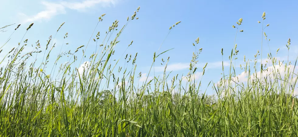 Seeing Shaggy Saratoga Lawns? It’s To Save The Bees