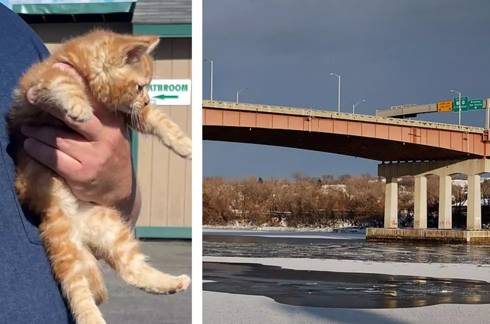 Creep Tries to Kill Kitten, But Albany Bridge Crew Saves The Day!