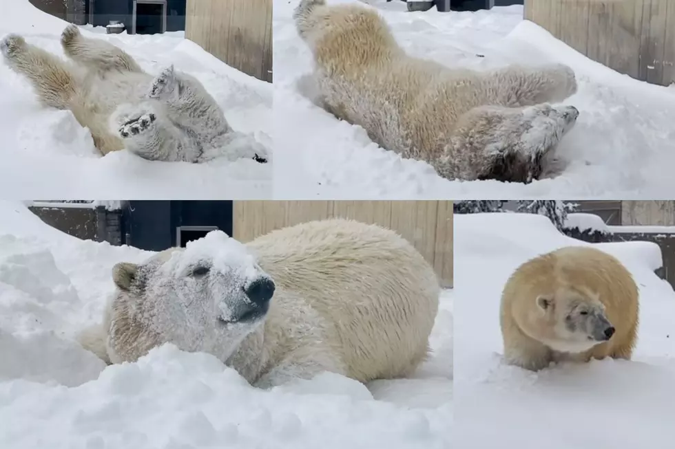 Buffalo Zoo Polar Bear’s Snow Day Will Warm Your Heart [VIDEO]