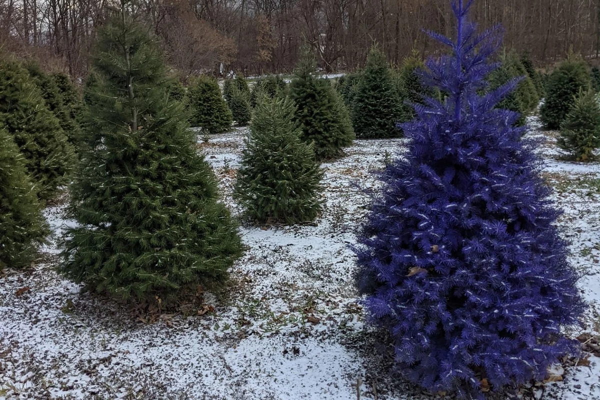 One NY Wine Country Farm's Christmas Trees Turn Purple, Go Viral