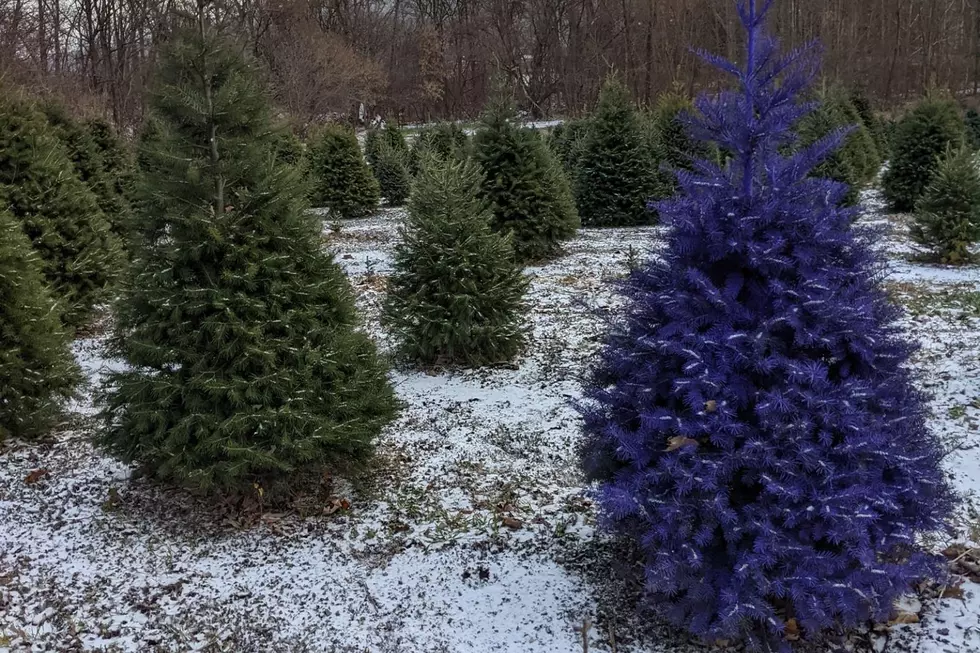 One NY Wine Country Farm’s Christmas Trees Turn Purple, Go Viral