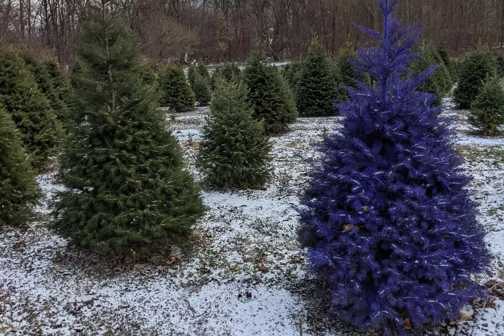 One NY Wine Country Farm's Christmas Trees Turn Purple, Go Viral!