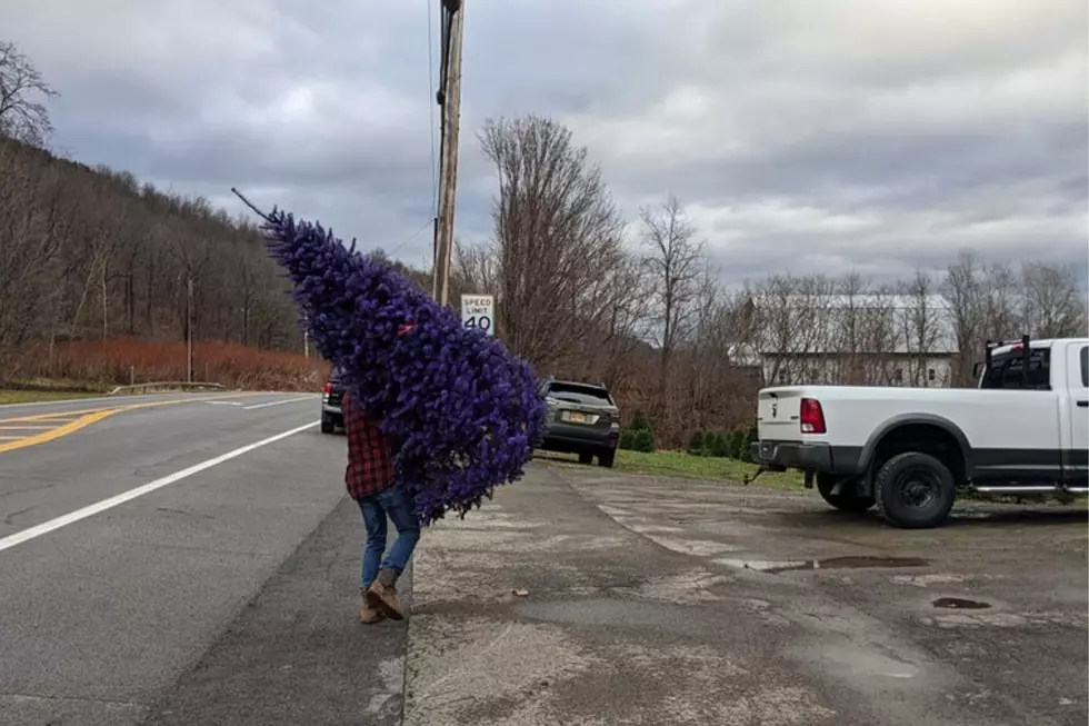 A purple Christmas tree at Hanggi's Tree Farm in Naples, NY
