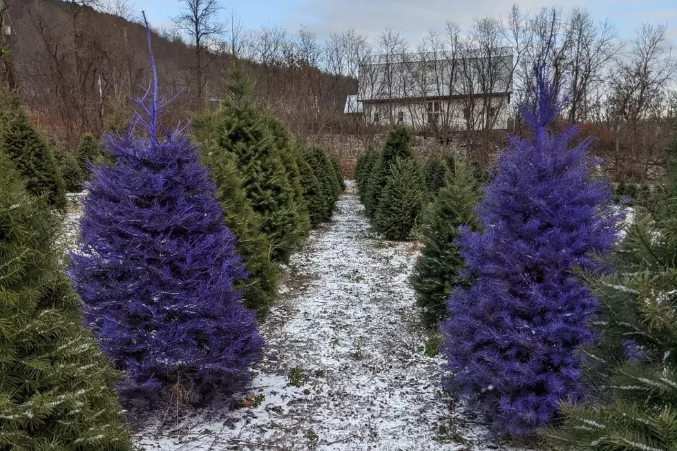 A purple Christmas tree at Hanggi's Tree Farm in Naples, NY