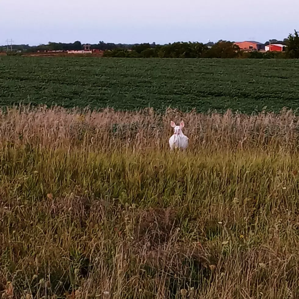 Rare Albino Deer Photographed In Iowa Is A Beautiful Must See