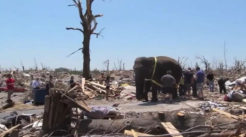 Elephant Helps In Joplin Tornado Clean Up [VIDEO]