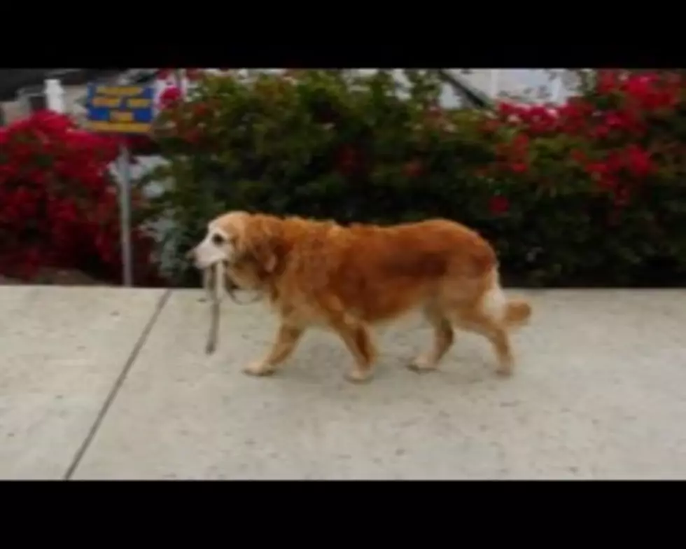 Dog Walks Himself [VIDEO]