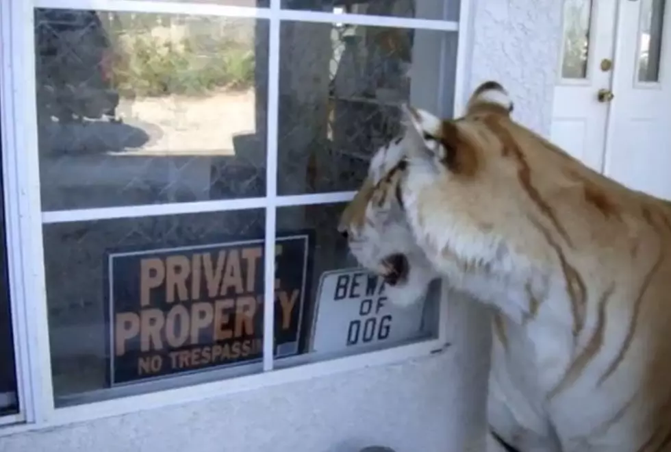 Cat And Dog Play – Only The Cat Is A Real Tiger [VIDEO]
