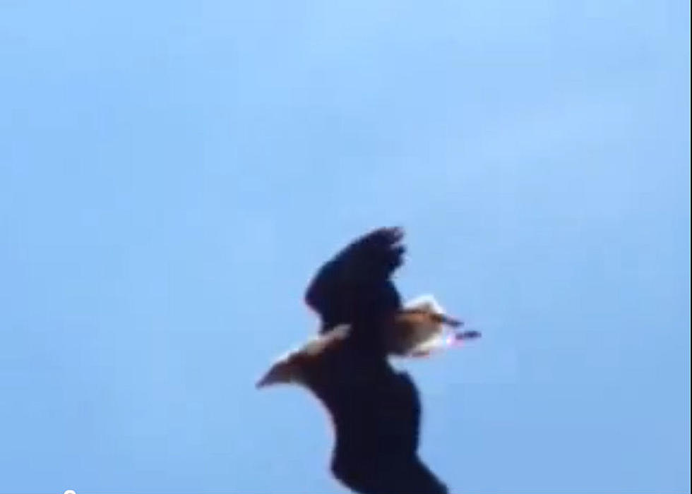 Proof Of A Bird Mass Suicide [VIDEO]