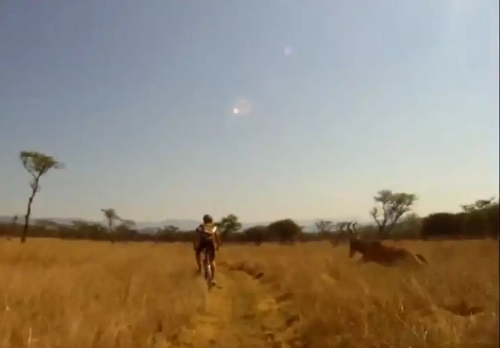 Biker VS Antelope, Guess Who Won? [VIDEO] [NSFW]