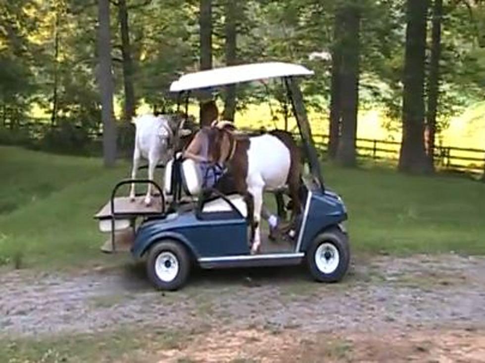 Goats Ride Around in Owner’s Golf Cart Like Loyal Dogs [VIDEO]