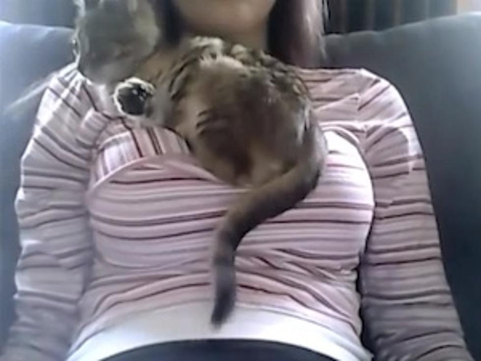 Cat Finds World’s Greatest Resting Spot On Top Of Woman’s ‘Pillows’ [VIDEO]