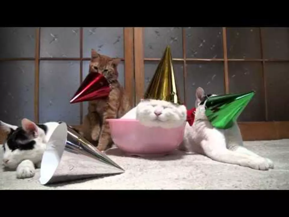 How Cats Really Feel About Christmas [VIDEO]