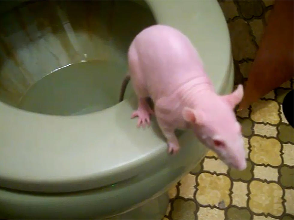 Hairless Rat Being Potty Trained Is the Best (and Worst) Thing You’ll See All Day [NSFW VIDEO]