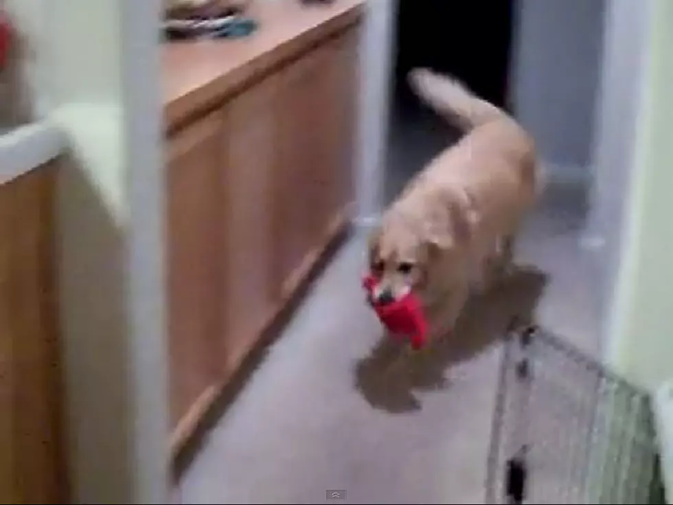 Finally, A Dog That Cleans Up After Itself [VIDEO]