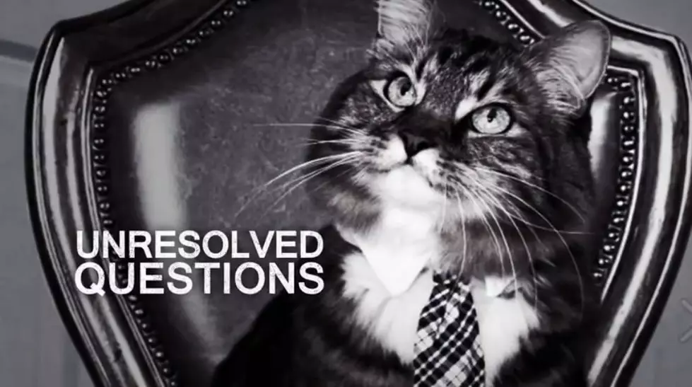 This Political Campaign Is Downright Catty [VIDEO]