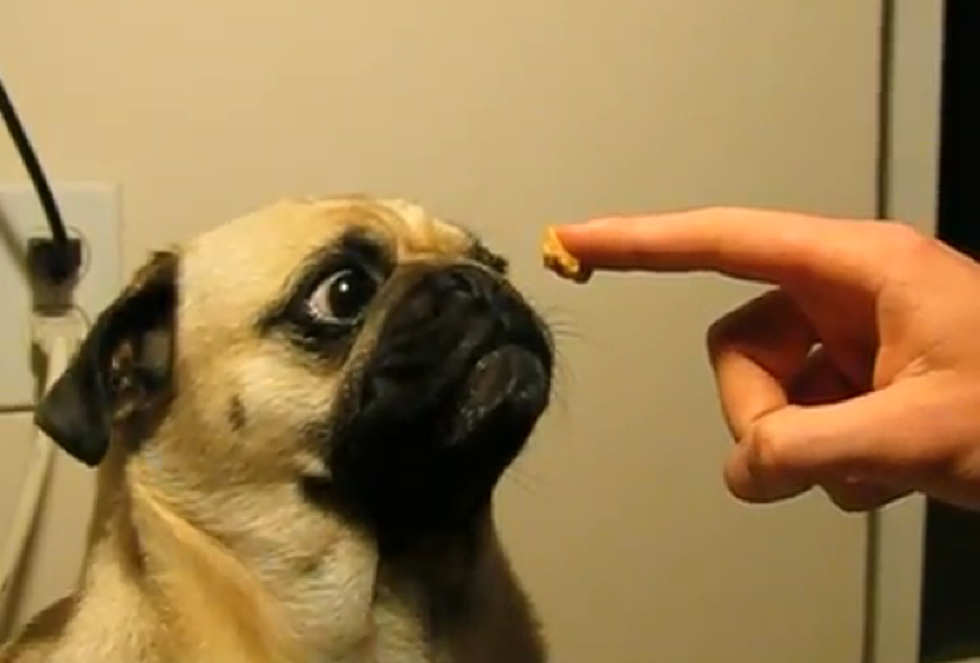 The Best of Dogs Eating Peanut Butter