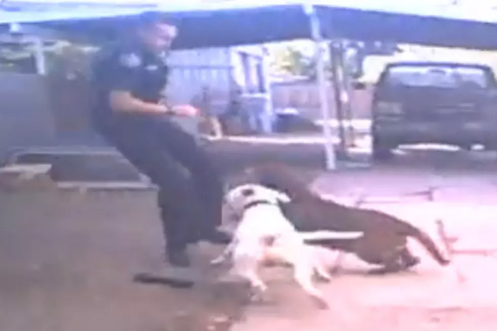 Nampa Police Officer Shoots And Kills Pit Bull [GRAPHIC VIDEO]