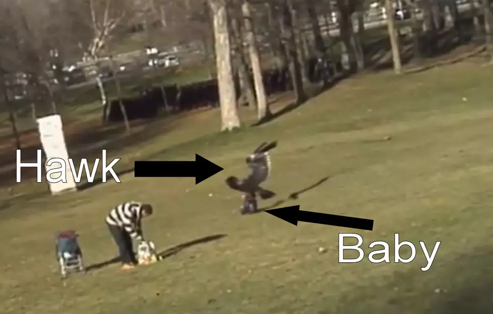 Hawk Versus Baby [Not Safe For Work VIDEO]