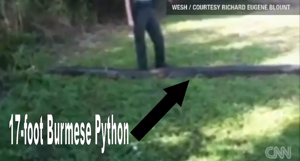 Python Crashes Family Picnic [VIDEO]