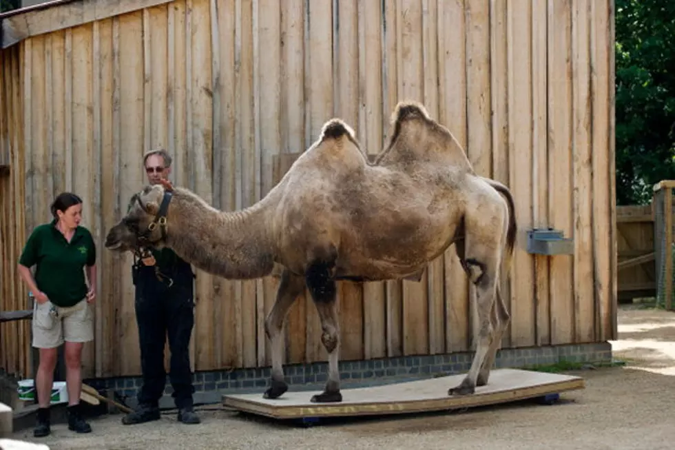 The Voice Behind the GEICO ‘Hump Day’ Camel Commercial [VIDEO]