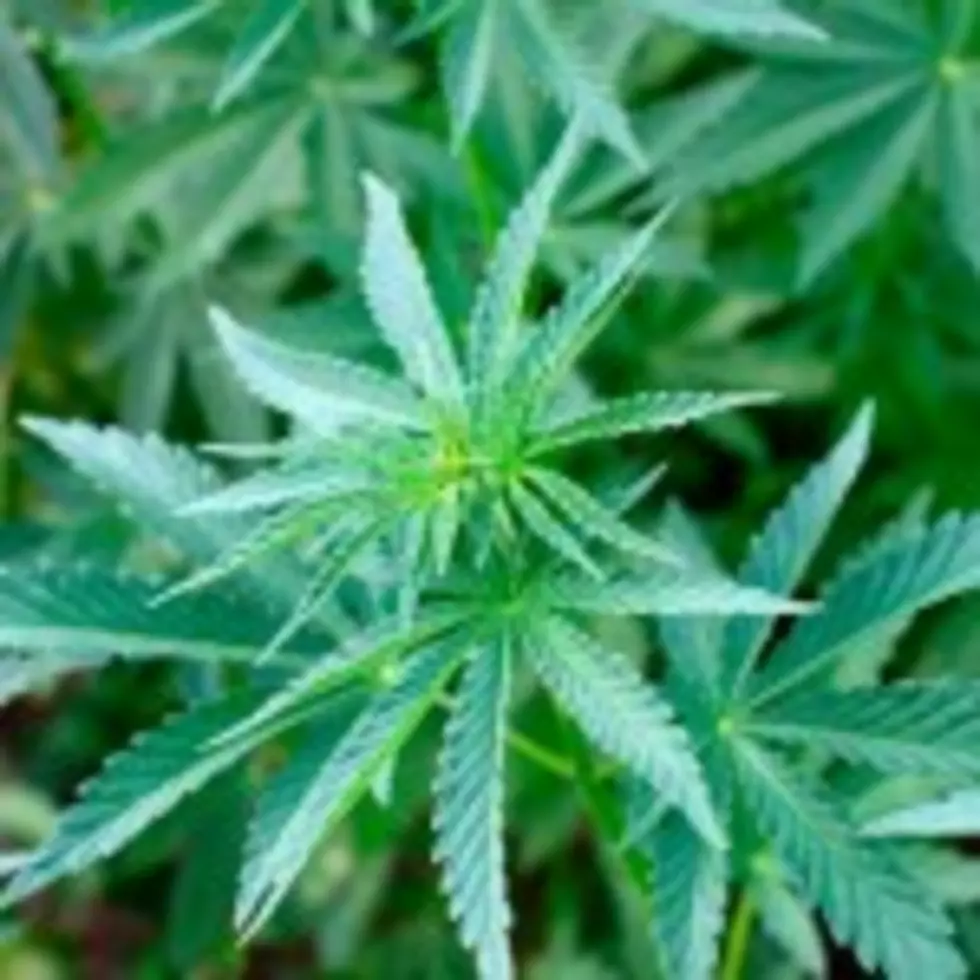 7,000 Marijuana Plants in Boise National Forest, Man Arrested