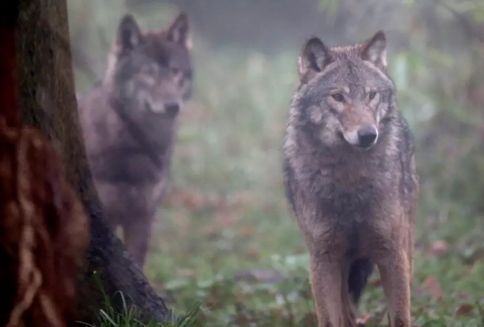 No Wolves Killed In 2015 Derby