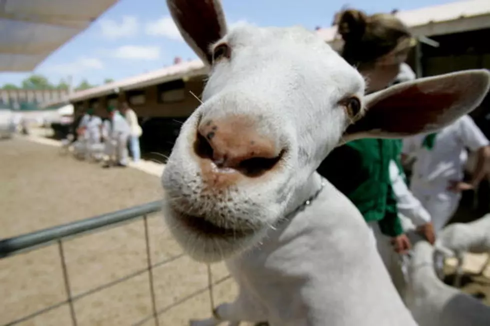 Friday Someone Will Kiss a Goat &#8211; 2015 FFA Week in the Magic Valley [VIDEO]