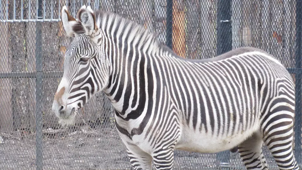 Idaho Falls Zoo Opens This Weekend And They Have A Baby Zebra