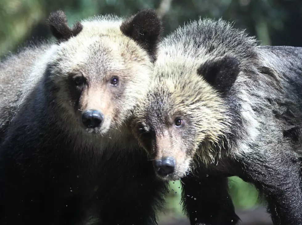 Yellowstone Grizzlies May Lose Their Endangered Protection