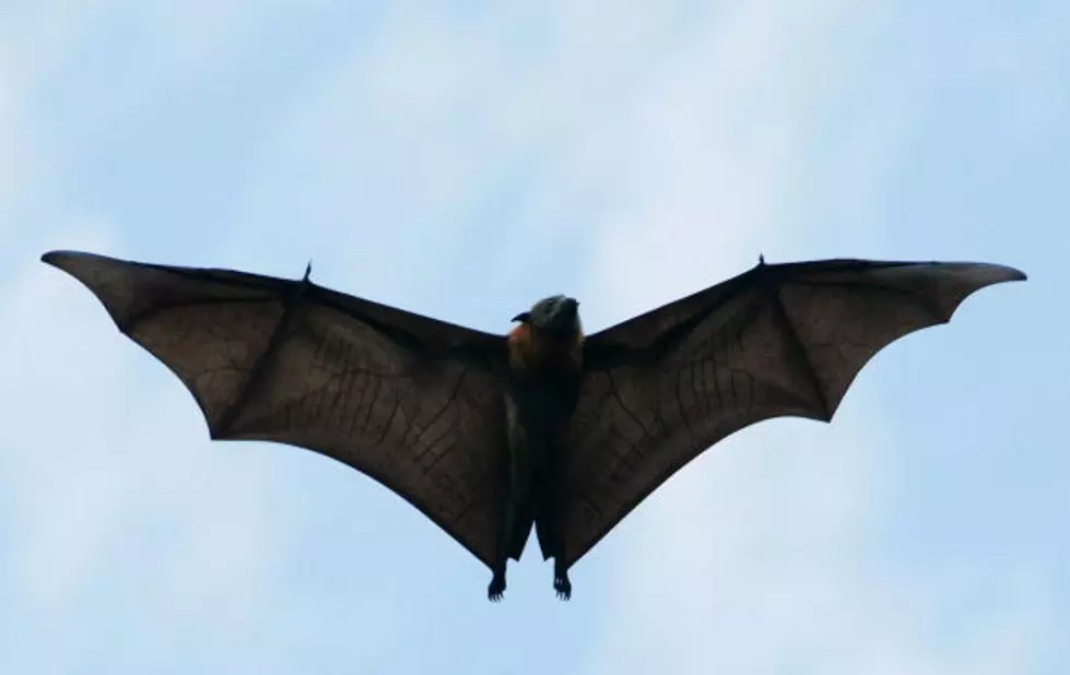 First Rabid Bat Of Summer Found In Idaho