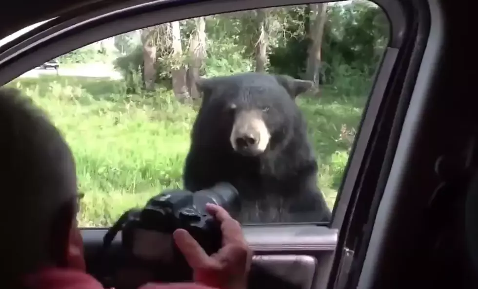 Did You See The Bear Open The Car Door In Yellowstone?