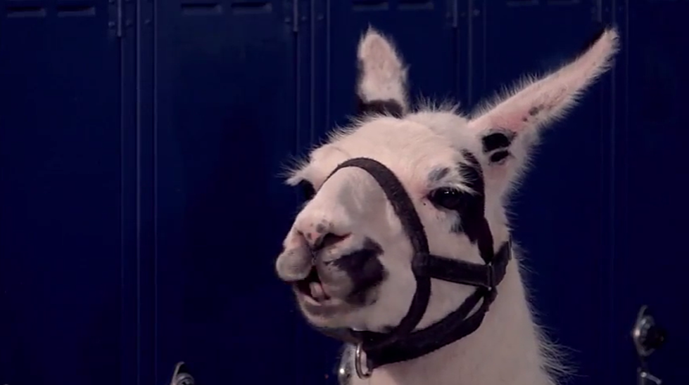 Idaho Begins ‘See, Tell, Now’ Campaign With Llamas