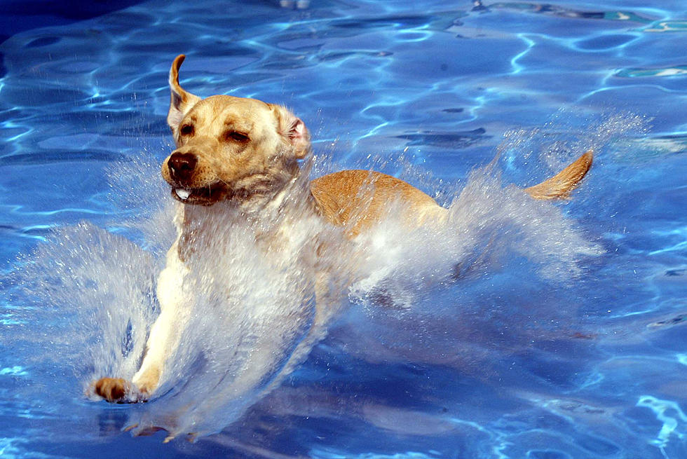 5th Annual Pooch Splash Some Wet Fun For Your Pet Saturday, September 10