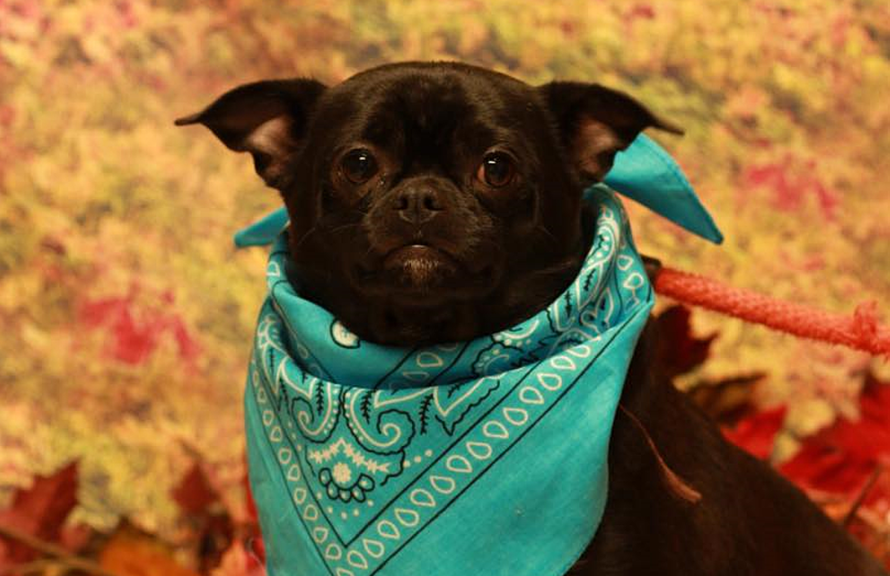 How Can You Say No To This Twin Falls Dog With A Bandana?