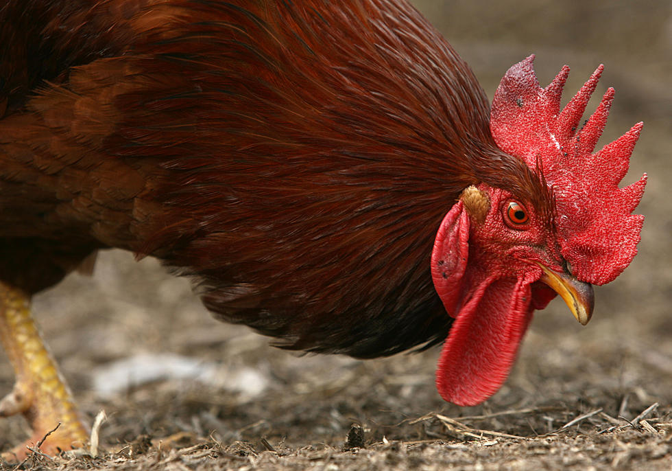 Only In Twin Falls – Nearly Killed Because Of A Rooster