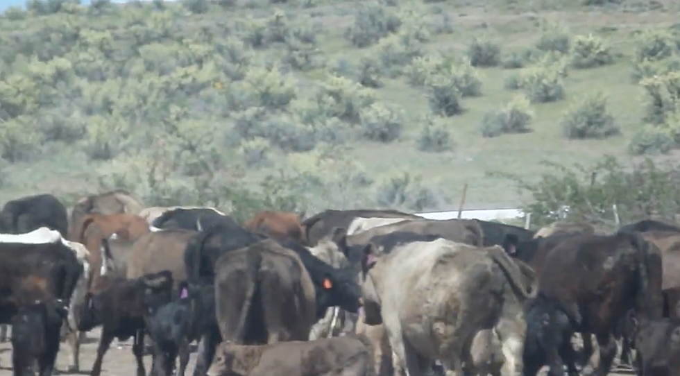 Tourists Amazed By Idaho Cows May Be Funniest Thing You See Today