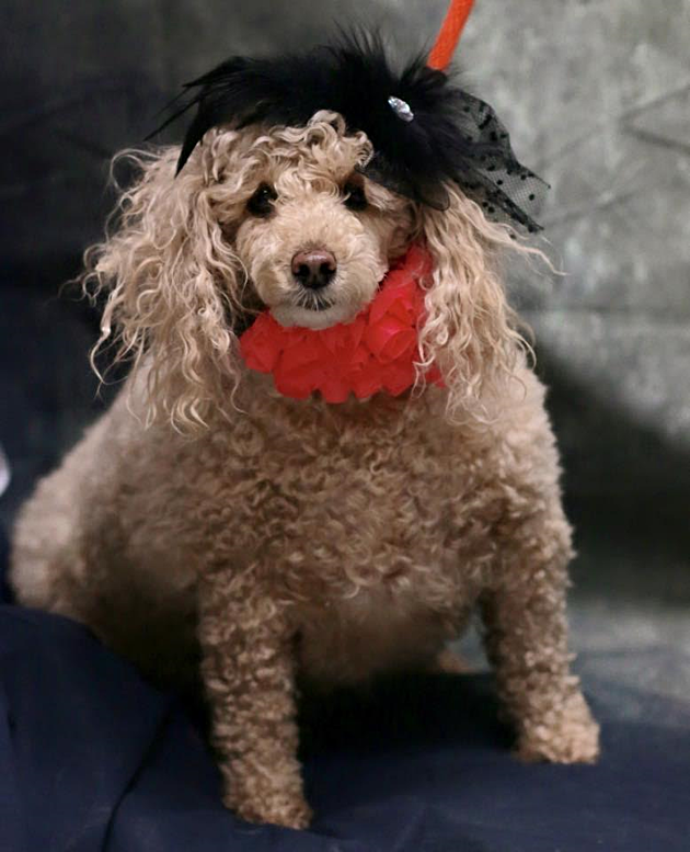 Poodle Wearing A Hat Waits For You At The Twin Falls Animal Shelter