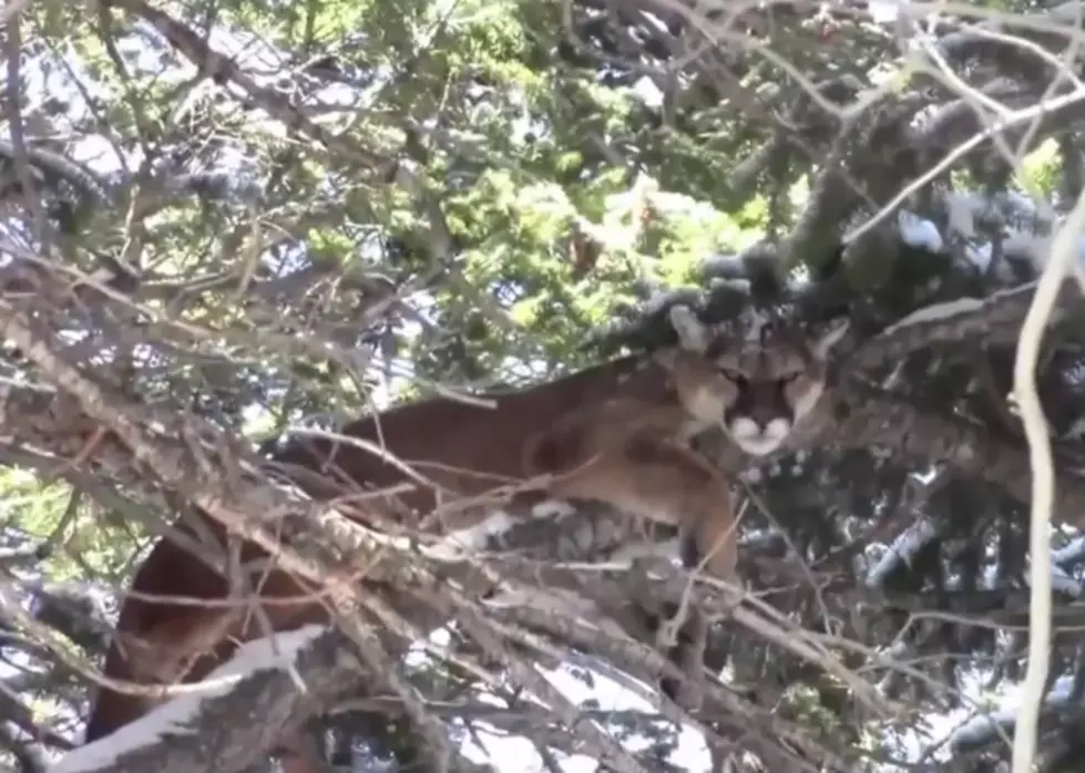 Guess What Was Caught Sleeping In An Idaho Tree? (VIDEO)