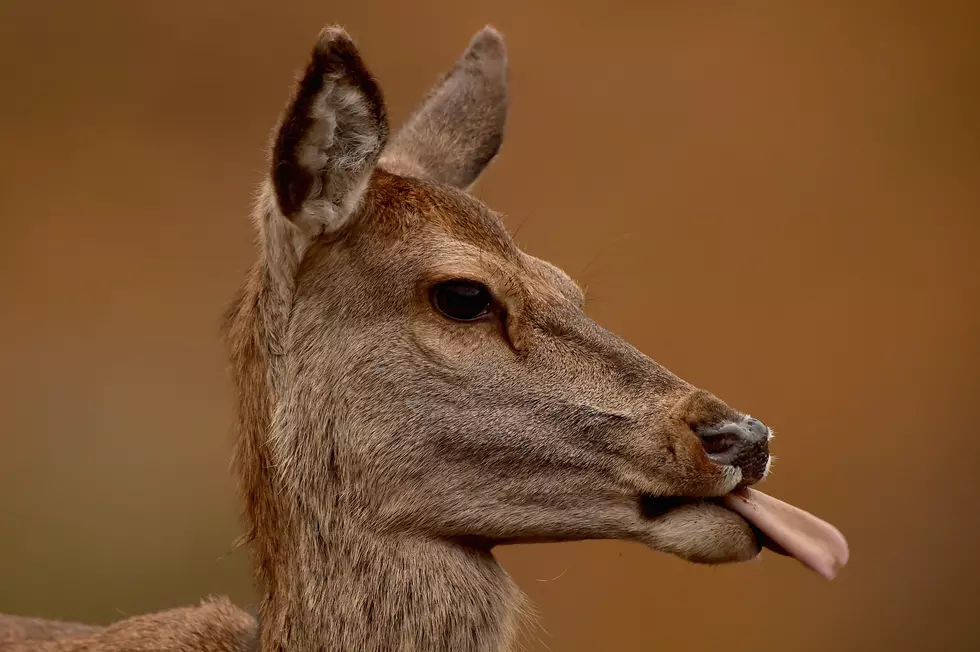 Idaho TV Reporter Surprised When Deer Licks Him On The Neck