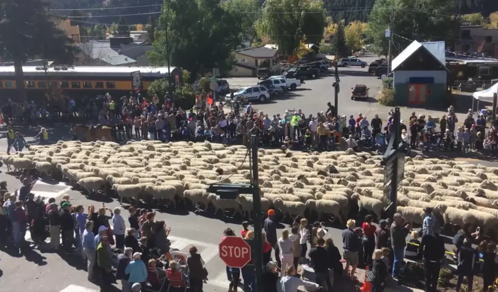 Watching Sheep Walk Through Sun Valley is Strangely Entertaining