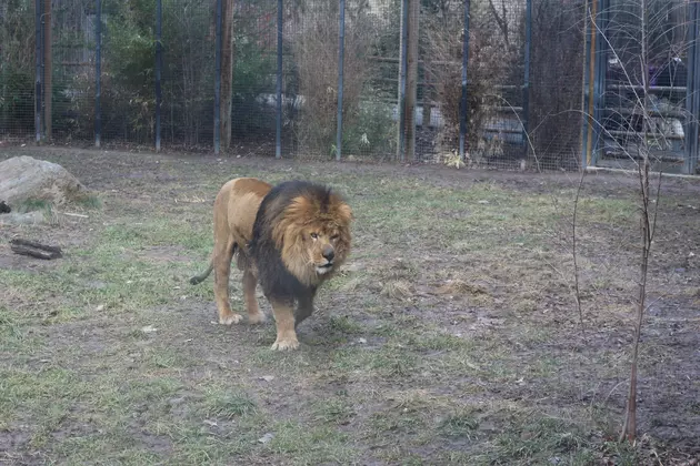 Zoo Boise Euthanizes Their Male Lion, Jabari