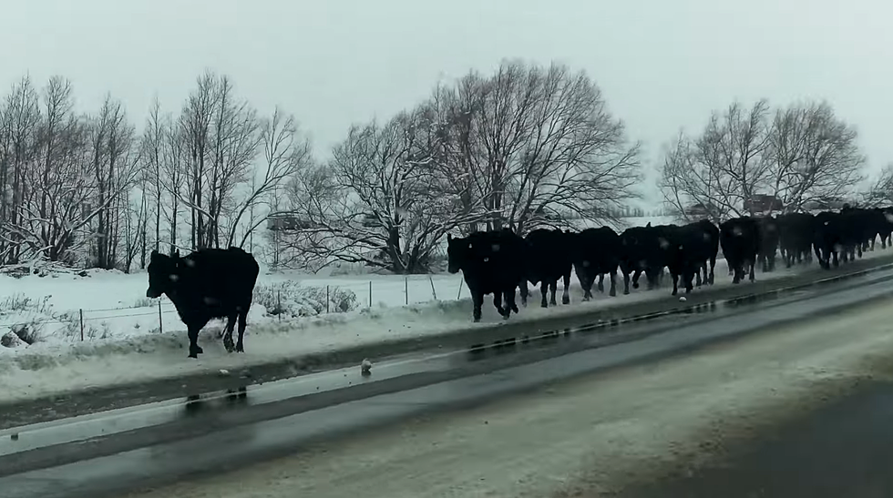 Behold a Traffic Jam That Could Only Happen in Idaho (WATCH)