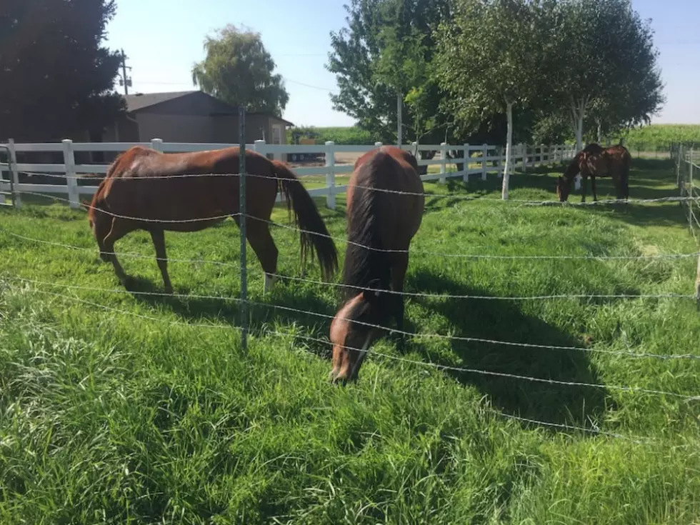 There&#8217;s an Amazing Jerome Airbnb Where You Can Pet Horses For Free