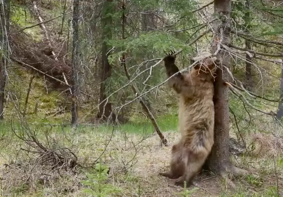 Check Out Canadian Bears Dancing to Jungle Boogie Just Because (WATCH)