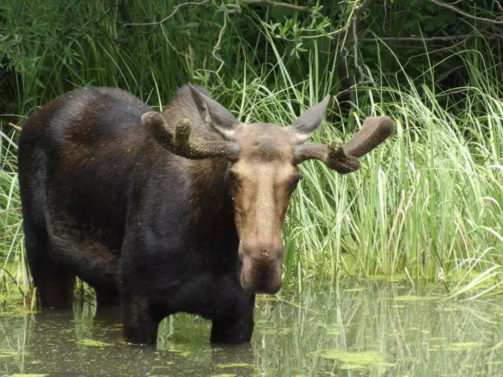 This Massive Moose Invaded a South Hills Camping Trip