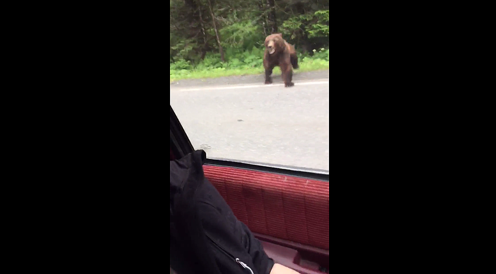 This is Why You Don’t Stop if You See Bears at Yellowstone (WATCH)