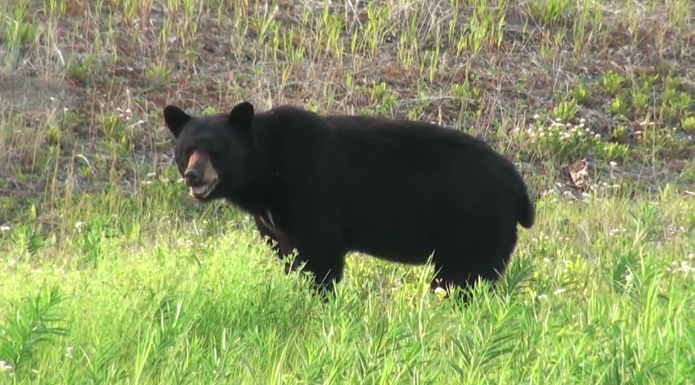 Jackson, Wyoming is Being Terrorized By a Pooping Bear